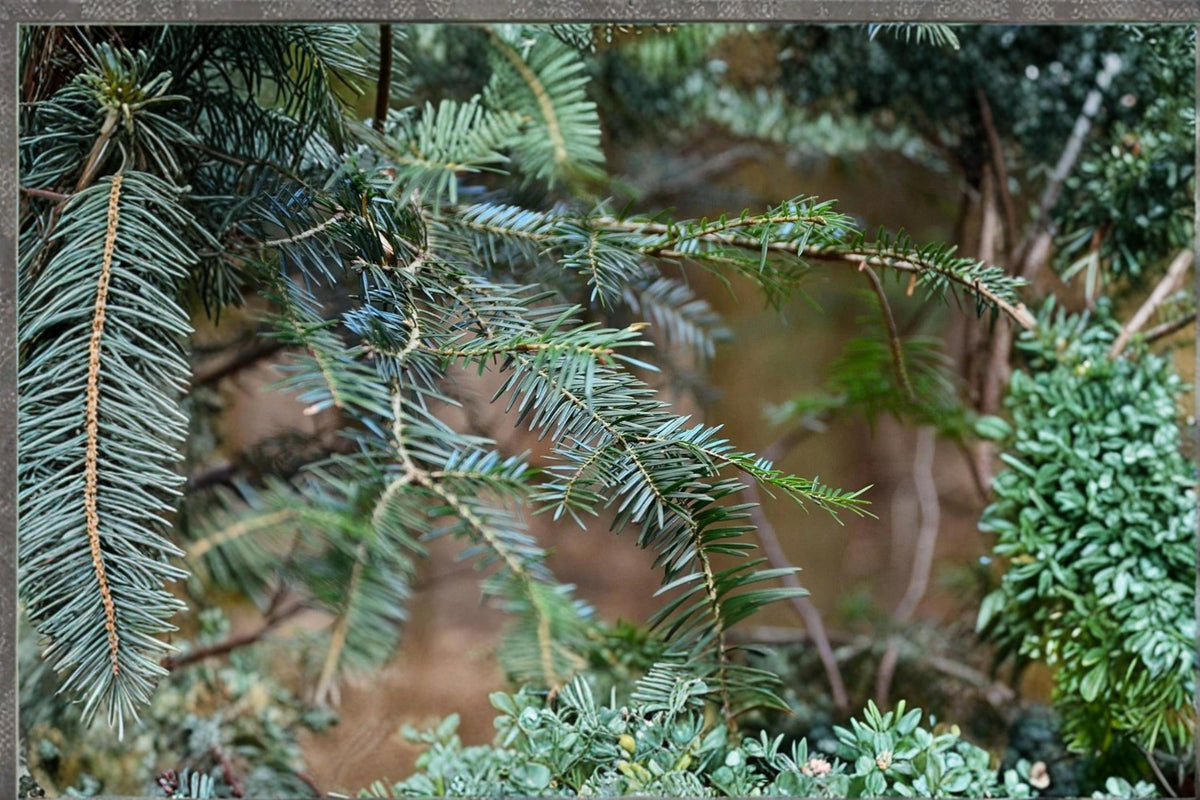 10 Seeds European Silver Fir Abies alba Hardy Evergreen Conifer Tree
