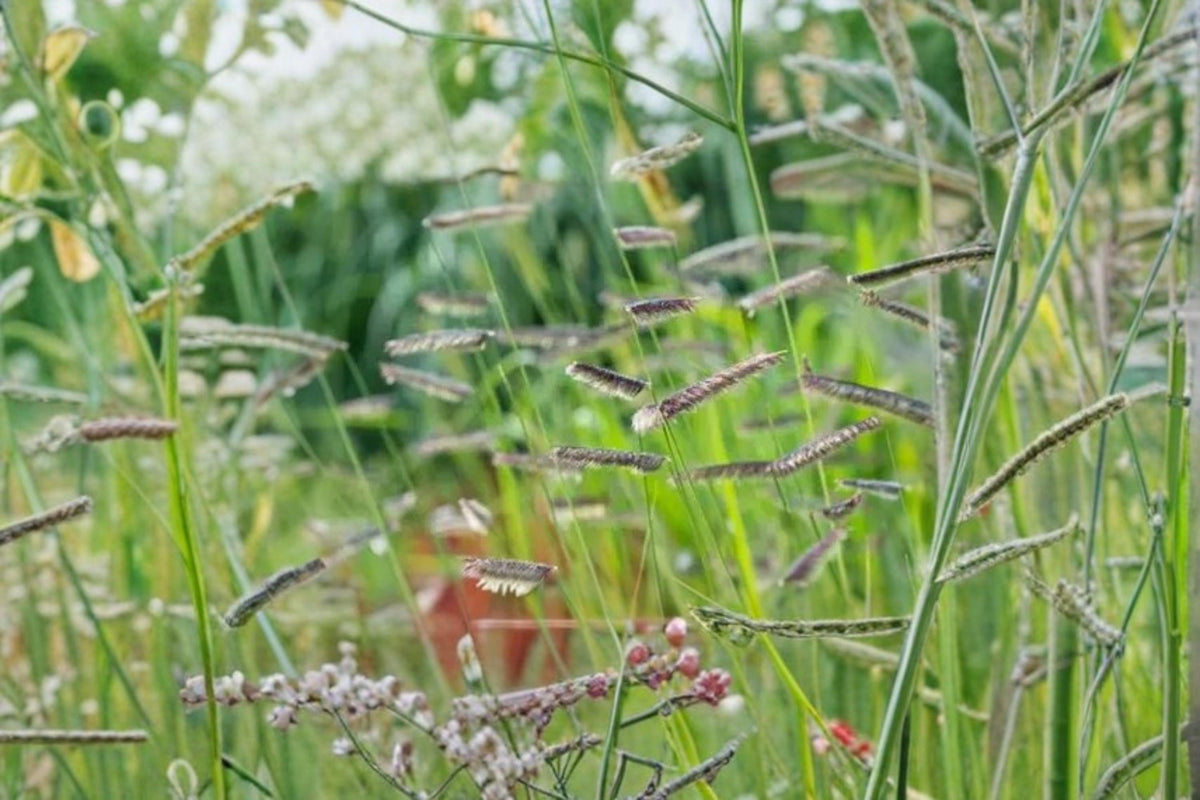 100 Seeds Blue Grama Bouteloua gracilis Ornamental Grass