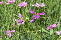 25 Seeds American Vetch Vicia americana Native Perennial Nitrogen Fixing Ground Cover