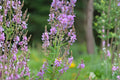 25 Seeds Showy Tick Trefoil Desmodium canadense Native Wildflower