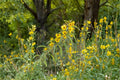 Maximilian Sunflower Seeds – Helianthus maximiliani – Perennial Wildflower for Pollinator Gardens and Meadow Plantings
