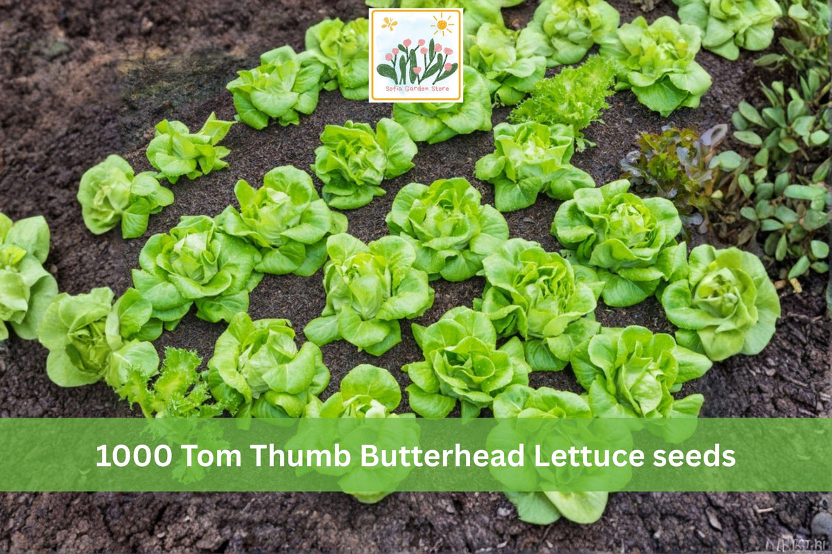 1000 Seeds Tom Thumb Butterhead Lettuce Compact Heirloom Garden Vegetable