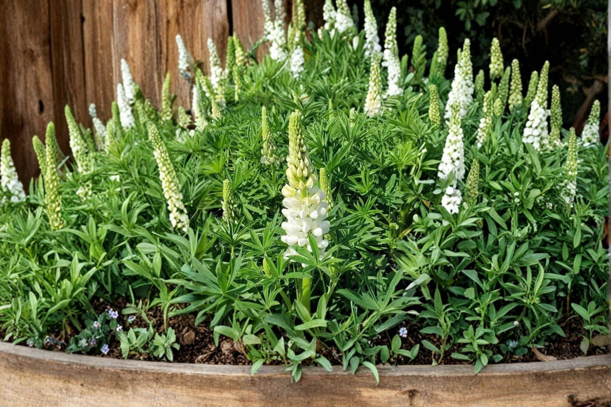 20 Seeds White Lupine Lupinus polyphyllus