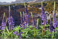15 Seeds Riverbank Lupine Lupinus rivularis