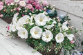 40 Seeds Dwarf White Rose Mallow Lavatera trimestris Annual Flower