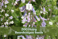 200 Hairy Beardtongue Seeds Penstemon hirsutus Lavender Wildflower Perennial Plant Seeds