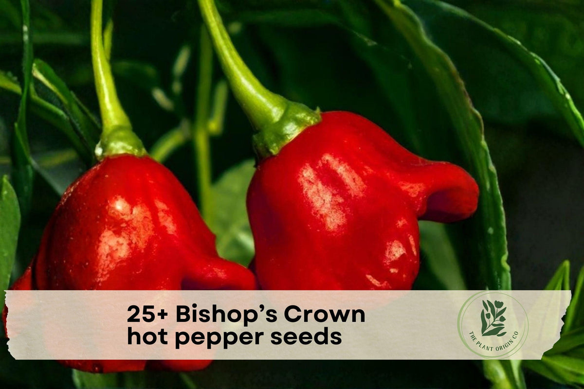 Bishop’s Crown Hot Pepper Seeds, Rare Capsicum baccatum, Unique Crown-Shaped Chili, Vegetable Seeds for Garden & Containers