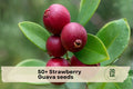 50+ Strawberry Guava Seeds - Tropical Fruit Tree Seeds for Garden & Container Growing Psidium cattleianum