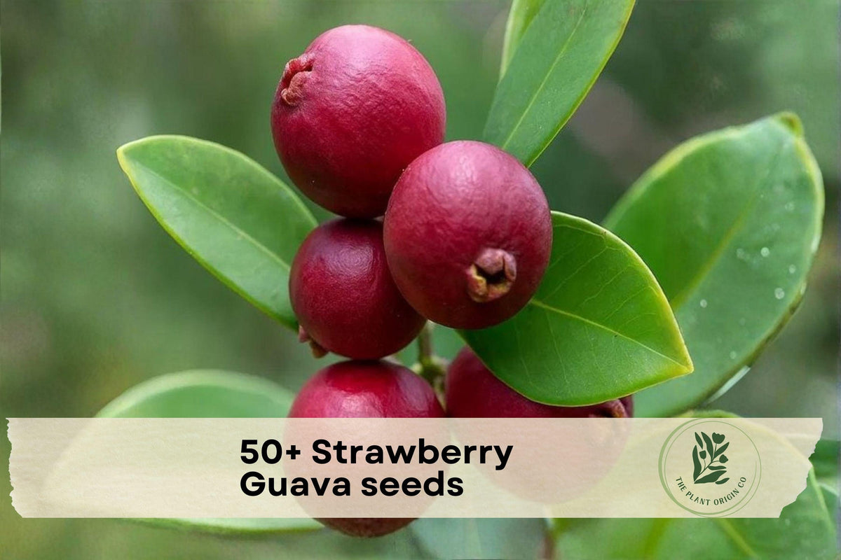 50+ Strawberry Guava Seeds - Tropical Fruit Tree Seeds for Garden & Container Growing Psidium cattleianum