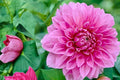 Lavender Perfection Dahlia Tuber – Giant Purple Dinnerplate Flower, 8-10 Inch Blooms, Flowering Tuber, Perennial Plant