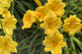 Stella de Oro Daylily – Yellow Reblooming Perennial Live Rooted Plant, Compact, Dwarf, Hemerocallis