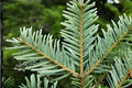 European Silver Fir Tree Seeds – Abies alba, Evergreen Conifer for Landscaping & Reforestation, Soft Silvery Needles, Cold Hardy, Easy to Grow