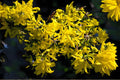 Weeping Forsythia Seeds – Forsythia suspensa – Bright Yellow Spring Blooms – Ornamental Shrub for Hedges & Borders
