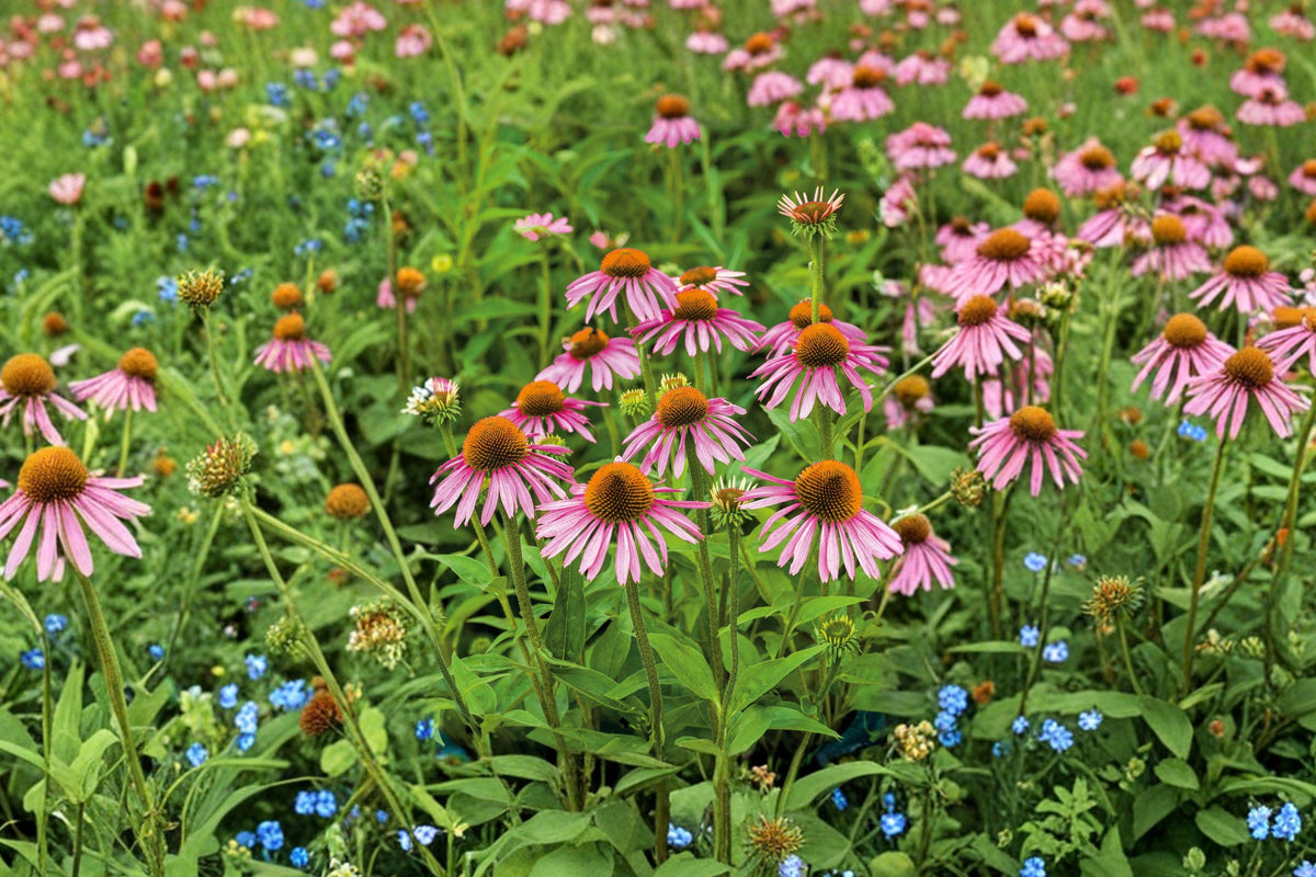 Purple Coneflower Seeds - Perennial Wildflower, Drought Tolerant, Pollinator Friendly, Echinacea purpurea