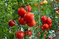 Heirloom Tomato Seeds Drought Resistant Non-GMO High Yield Garden Vegetable Seeds - Homestead Tomato (Solanum lycopersicum)