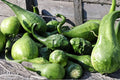 Caveman’s Club Gourd Seeds – Rare Maranka Squash for Ornamental Garden, 10 Pack