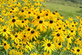 Black Eyed Susan Seeds – 500+ Heirloom Non-GMO Wildflower Seeds for Pollinator Gardens, Bright Yellow Daisy-Like Flowers, Rudbeckia hirta