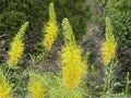 40 Seeds Prince's Plume Stanleya pinnata Native Wildflower Drought Tolerant