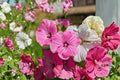Dwarf Rose Mallow Seeds - 40 Pack - Mixed Color Annual Flowering Plant - Lavatera trimestris - Compact Garden Blooms