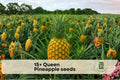 Queen Pineapple Seeds – Tropical Fruit Plant, Ananas comosus, Grow in Containers & Gardens