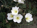 Pale Evening Primrose Seeds – Heirloom Wildflower Native Garden Planting – Oenothera pallida, Non-GMO, Open-Pollinated, Native Landscape Seeds