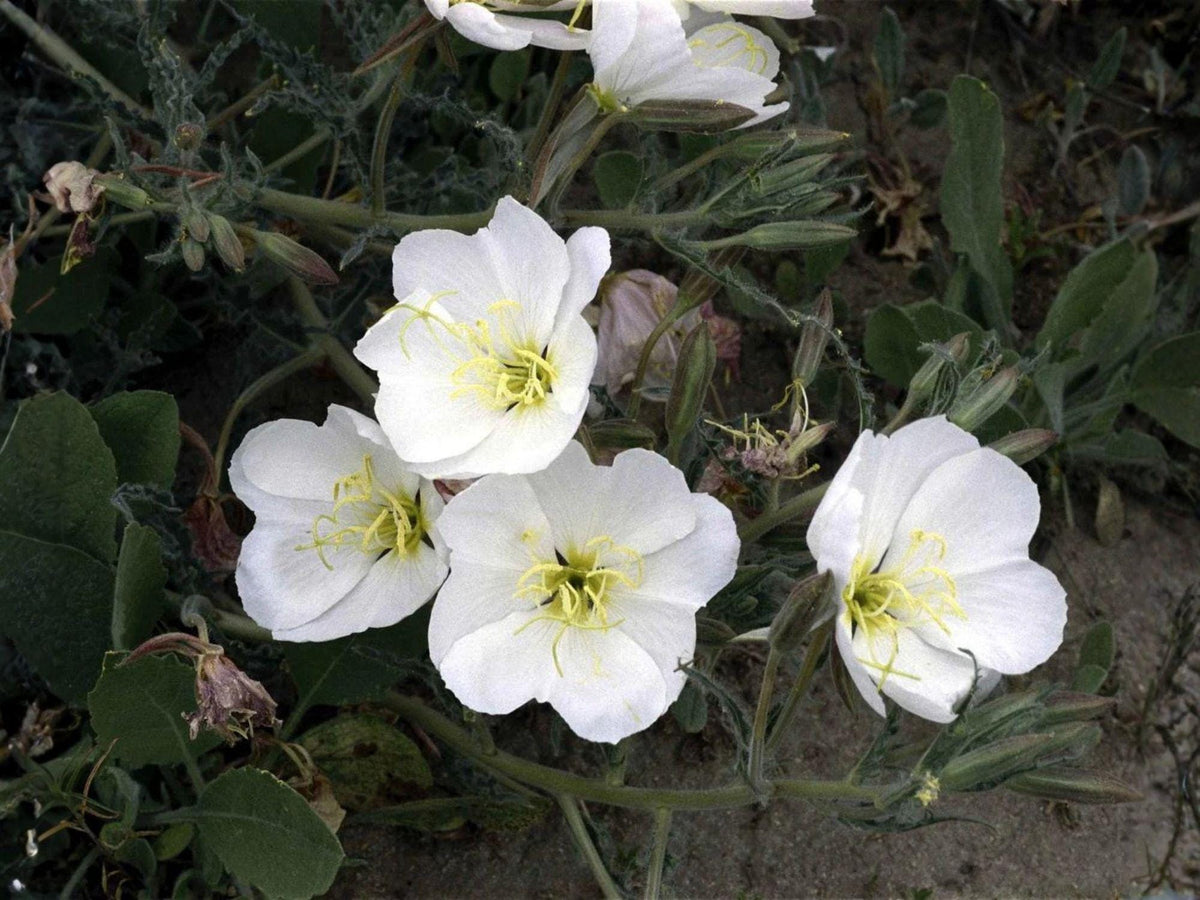 100 Pale Evening Primrose Seeds Oenothera biennis Heirloom Wildflower Garden Planting Native Landscape