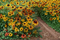 250 Seeds Gloriosa Daisy Rudbeckia hirta Black Eyed Susan Perennial Wildflower