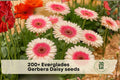 Everglades Gerbera Daisy Seeds | Bright Colorful Flowers for Garden Beds & Containers | Gerbera jamesonii