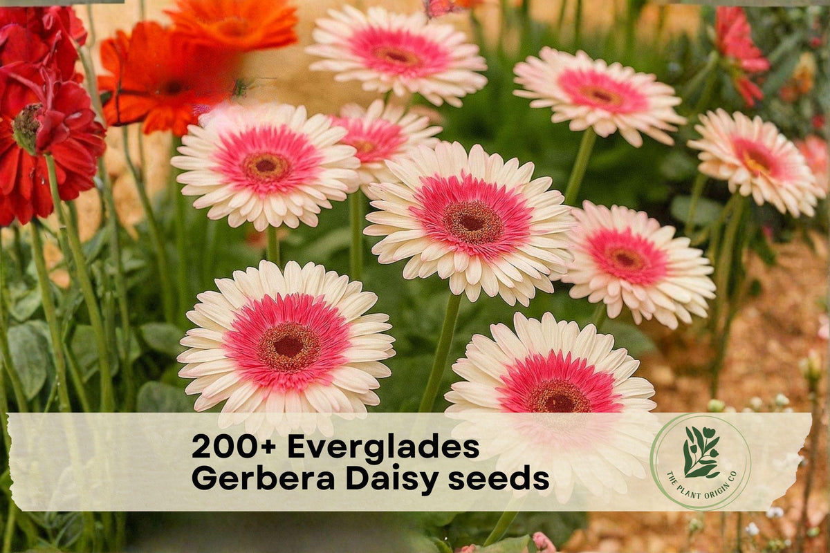 Everglades Gerbera Daisy Seeds | Bright Colorful Flowers for Garden Beds & Containers | Gerbera jamesonii