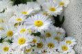 100 Seeds Shasta Daisy Chrysanthemum maximum Perennial Flower