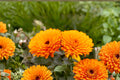 100 Seeds Pacific Beauty Orange Calendula Calendula officinalis Flower Seeds