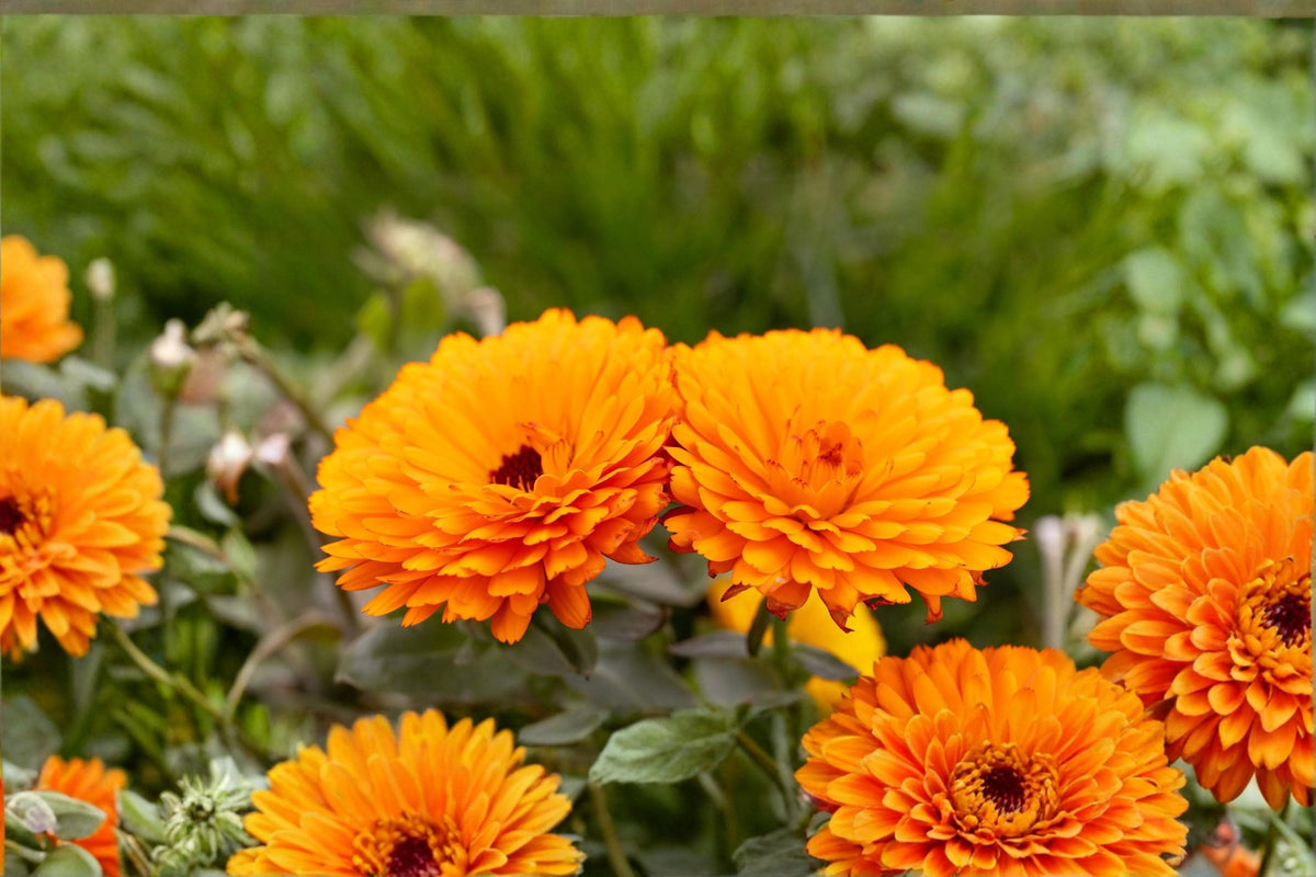 100 Seeds Pacific Beauty Orange Calendula Calendula officinalis Flower Seeds