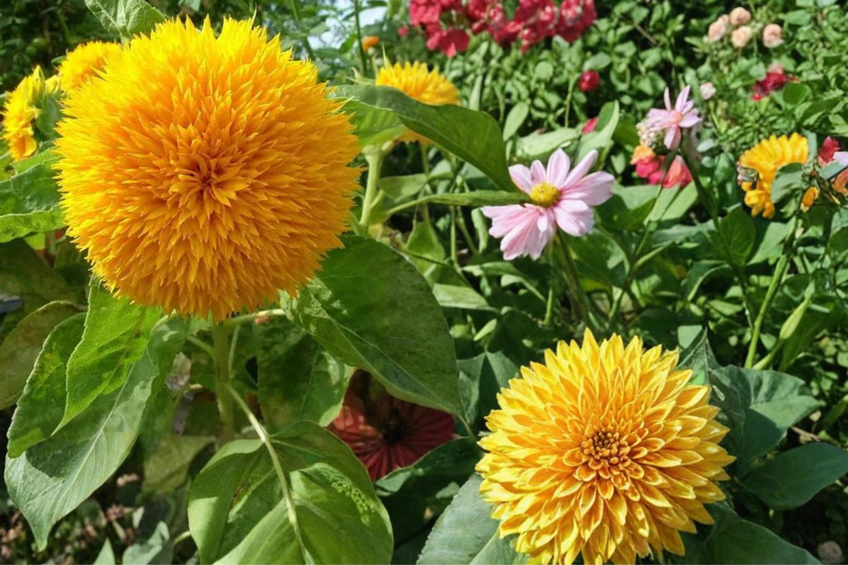 15 Seeds Teddy Bear Sunflower Helianthus annuus Dwarf Annual Flower