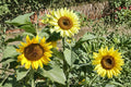 15 Seeds Sunflower Sunspot Dwarf Helianthus annuus Easy Grow