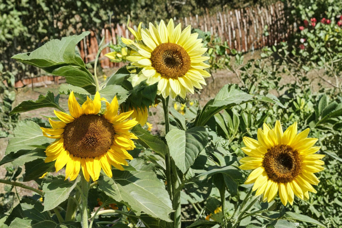 15 Seeds Sunflower Sunspot Dwarf Helianthus annuus Easy Grow
