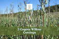 Coyote Willow Cuttings – Sandbar Willow Shrub – Salix exigua – Fast-Growing Native Deciduous Plant for Garden Borders