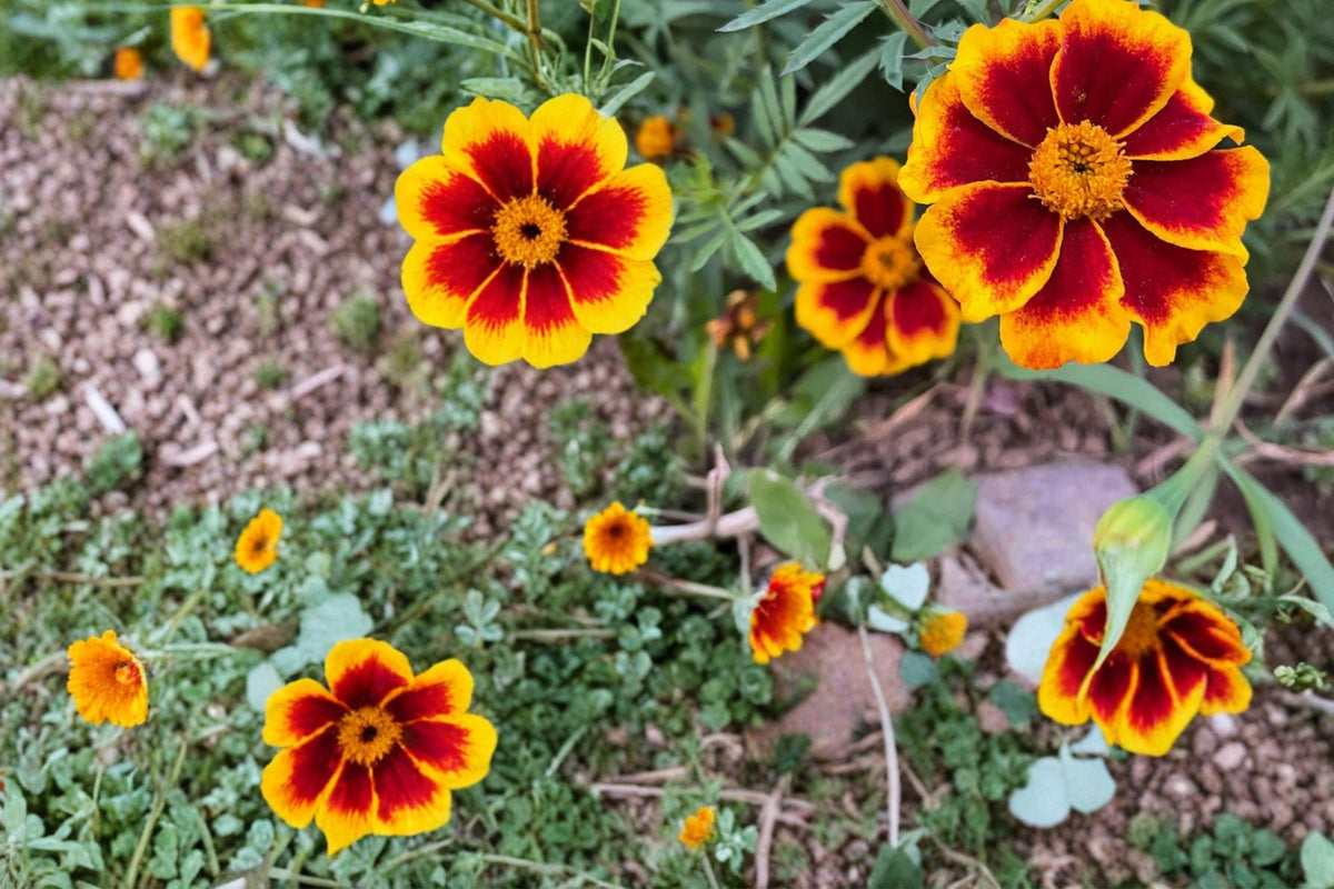 100 Seeds Dainty Marietta Marigold Tagetes patula French Marigold Dwarf Edging Flower