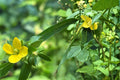 1000 Seeds Seedbox Ludwigia alternifolia