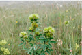30 Seeds Roundhead Bush Clover Lespedeza capitata Native Wildflower