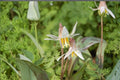 5 Seeds White Trout Lily Erythronium albidum Native Woodland Wildflower Shade Perennial