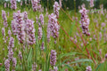 Pinkweed Seeds – Persicaria pensylvanica Wildflower, Pink Clusters, Moist Soil, Annual Garden Flower, Pollinator Plant, Full Sun to Partial Shade
