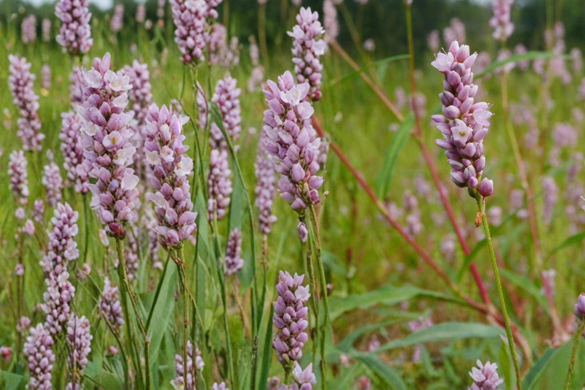 15 Seeds Pinkweed Persicaria pensylvanica Native Wildflower