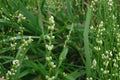 30 Seeds Smartweed Persicaria punctata