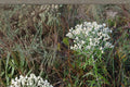500 Seeds Sweet Everlasting Pseudognaphalium obtusifolium