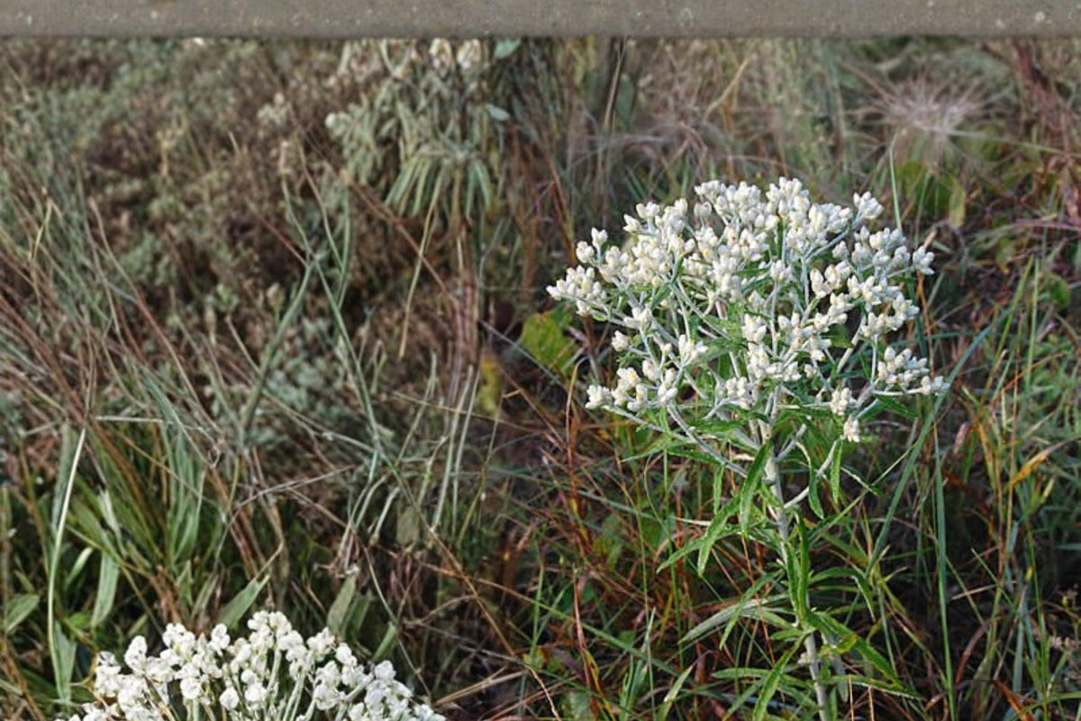 500 Seeds Sweet Everlasting Pseudognaphalium obtusifolium
