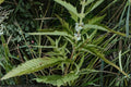 500 Seeds American Bugleweed Lycopus americanus Native Perennial Herb