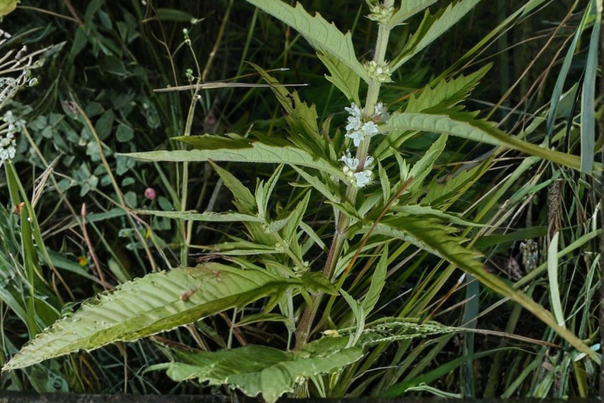 500 Seeds American Bugleweed Lycopus americanus Native Perennial Herb