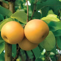 Hosui Asian Pear Cutting – Rare Nashi Pear Tree Grafting Scion for Home Orchard, Juicy, Crisp, Pyrus pyrifolia
