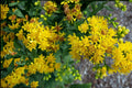 100 Seeds Stiff Goldenrod Solidago rigida Native Wildflower