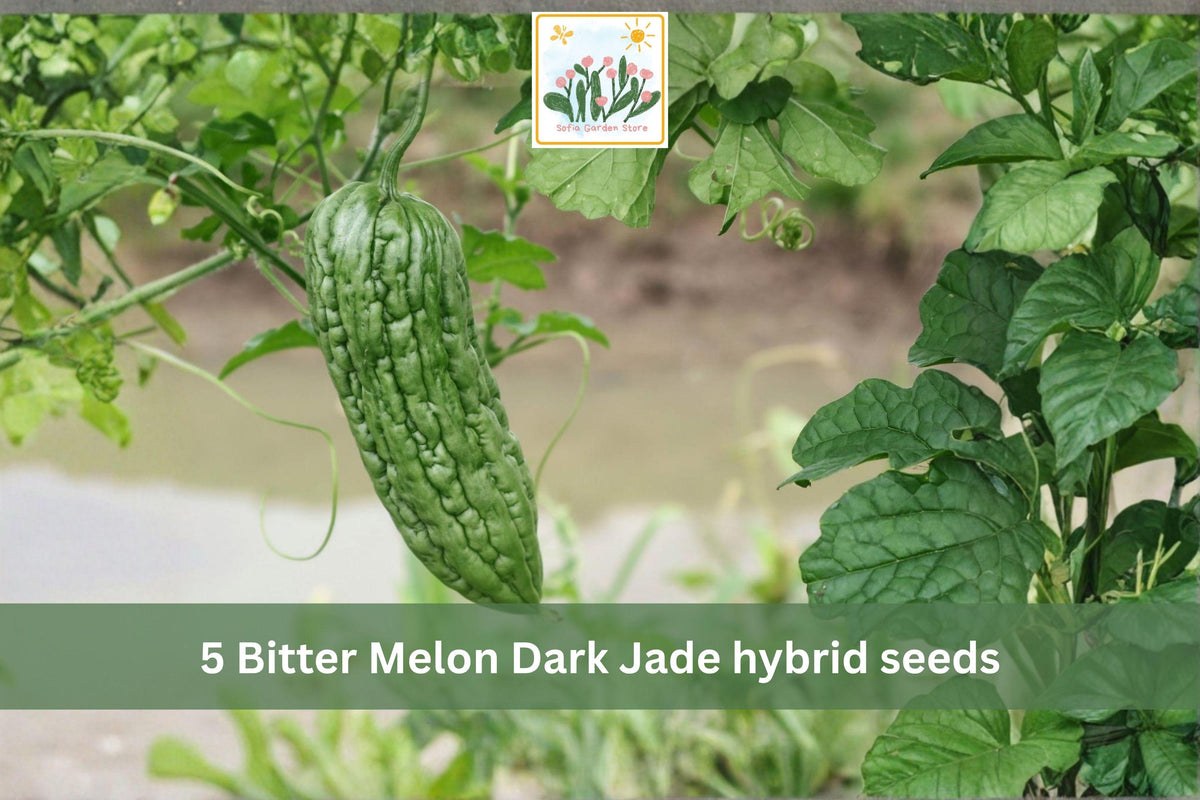 5 Seeds Bitter Melon Dark Jade Hybrid Asian Gourd Vegetable Garden